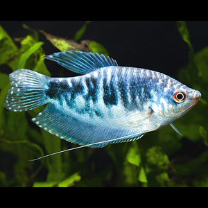 Guppy Fêmea Cobra Azul - AquaLovers