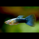 Guppy Fêmea Cobra Azul - AquaLovers