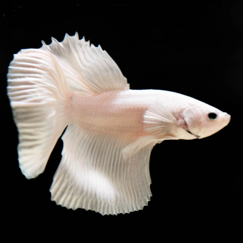 Betta Macho Super Delta Branco - AquaLovers